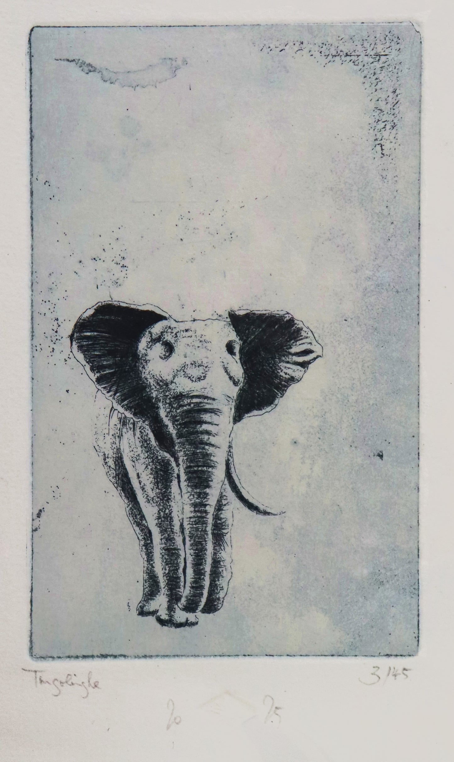 Original Radierung von Frank Lindenberg, Titel: "Tingolinghoe". Darstellung eines  Elefanten mit einem Stoßzahn, Radierung auf Papier , mit Titel, Signatur und Abzugnummer, Detailansicht,  erhältlich bei Galerie Waldbach - What The Artist Made