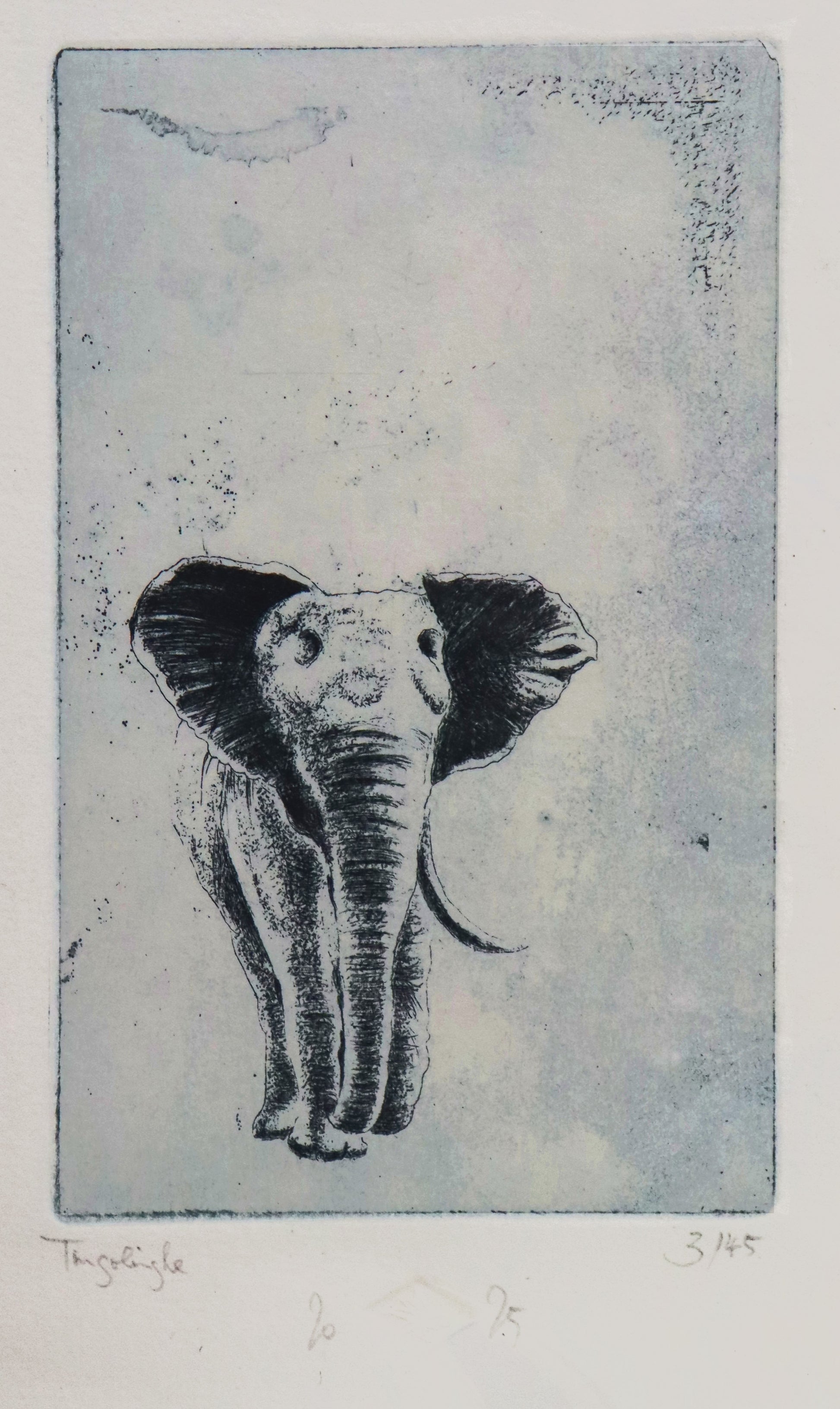 Original Radierung von Frank Lindenberg, Titel: "Tingolinghoe". Darstellung eines  Elefanten mit einem Stoßzahn, Radierung auf Papier , mit Titel, Signatur und Abzugnummer, Detailansicht,  erhältlich bei Galerie Waldbach - What The Artist Made