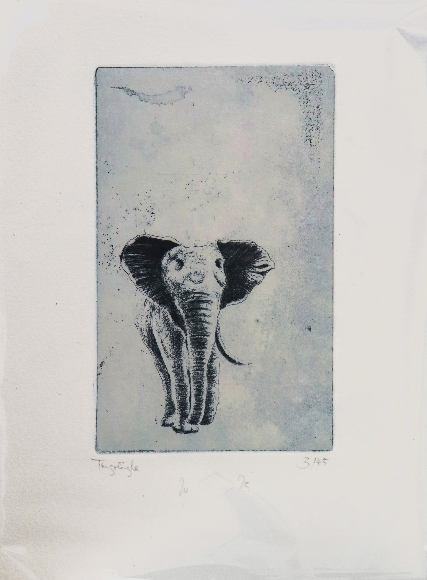 Original Radierung von Frank Lindenberg, Titel: "Tingolinghoe". Darstellung eines  Elefanten mit einem Stoßzahn, Radierung auf Papier , mit Titel, Signatur und Abzugnummer, erhältlich bei Galerie Waldbach - What The Artist Made