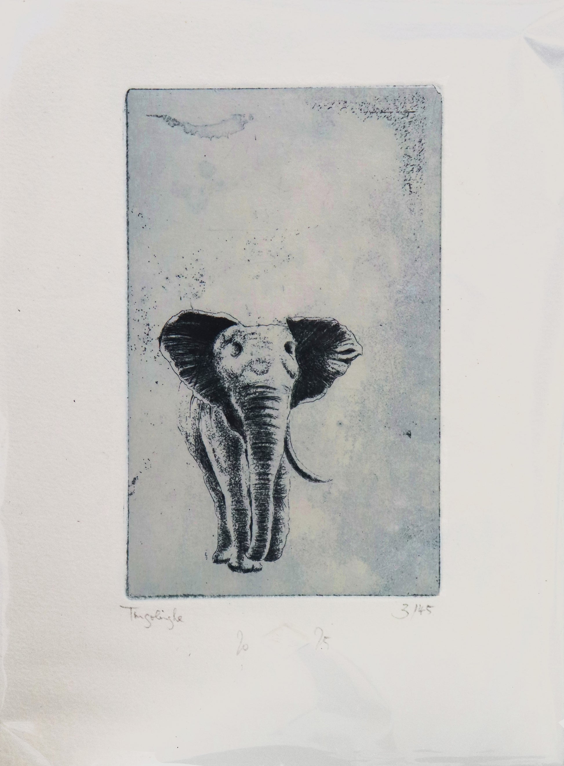 Original Radierung von Frank Lindenberg, Titel: "Tingolinghoe". Darstellung eines  Elefanten mit einem Stoßzahn, Radierung auf Papier , mit Titel, Signatur und Abzugnummer, erhältlich bei Galerie Waldbach - What The Artist Made